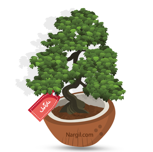 Nargil_Ilex Crenata Bonsai